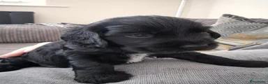 Cocker Spaniel 1 (Rex)