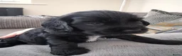 Cocker Spaniel dogs for sale: Beautiful cocker spaniels  - Advert 13