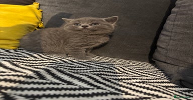 British Shorthair cats - Advert 5
