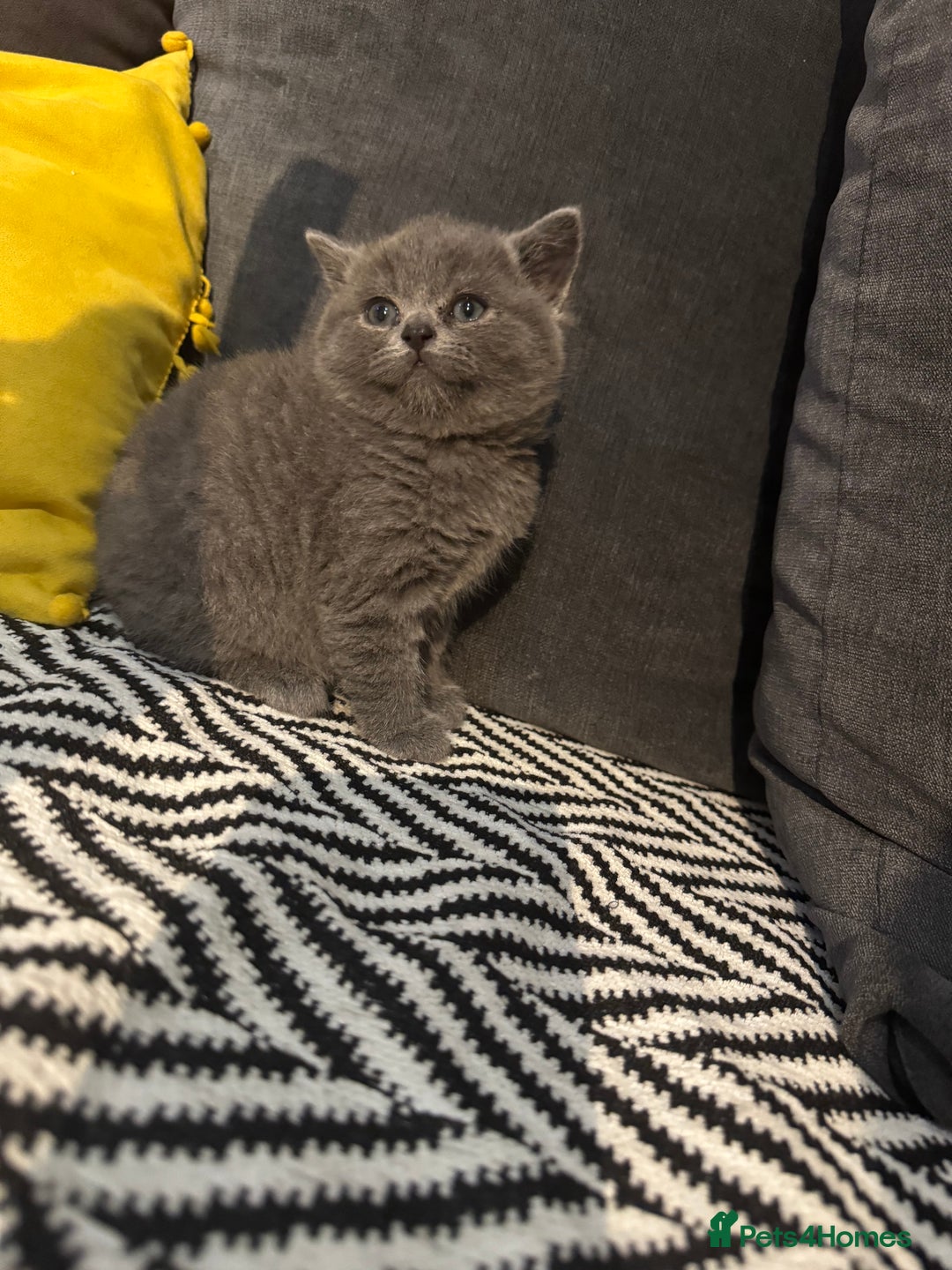 British Shorthair cats for sale: Britishshort hair kittens - Image 3