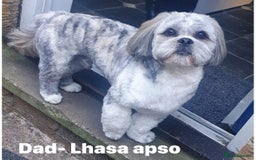 Lhasapoo dogs for sale: Lhasapoo puppies  - Image 7