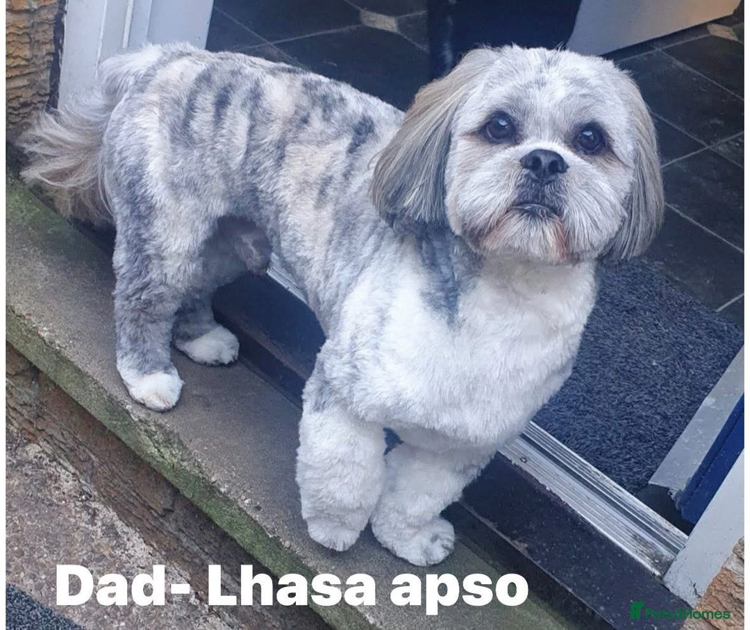 Lhasapoo dogs for sale: Lhasapoo puppies  - Image 7