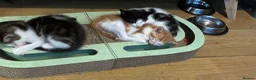 Domestic Shorthair cats for sale: 4 Beautiful kittens ready 6/4/26 (3 male/1 female) - Advert 6