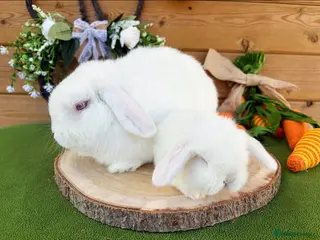 Mini Lop rabbits Well Socialised Baby Albino Buck Mini Lop - Advert 4