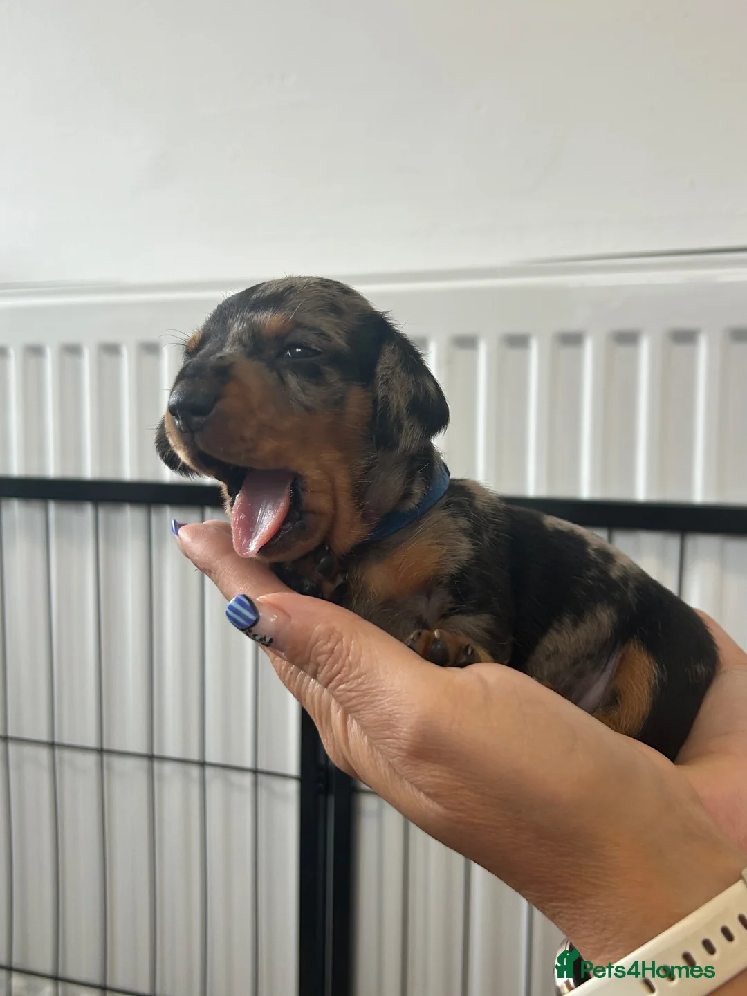 Miniature Dachshund dogs for sale: Miniature dachshunds  in Llangefni - Advert 2