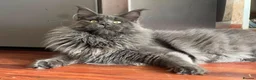 Maine Coon cats for sale: Pedigree Maine Coon Kittens WCF Registered  - Advert 9