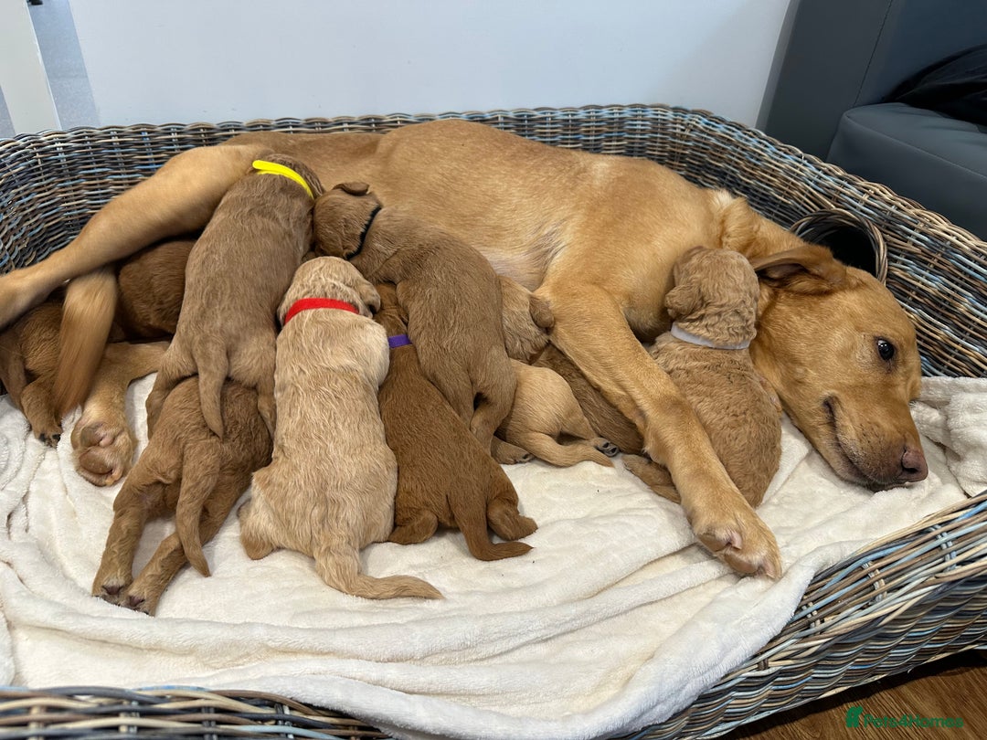 Labradoodle dogs for sale: ⭐️Fully Health Tested F1 Miniature Labradoodles - Advert 2