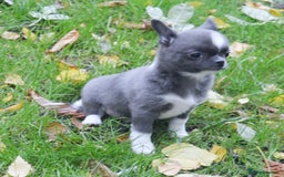 Chihuahua dogs for sale: KC REG HEALTH TESTED CHIHUAHUA BABIES - Image 4