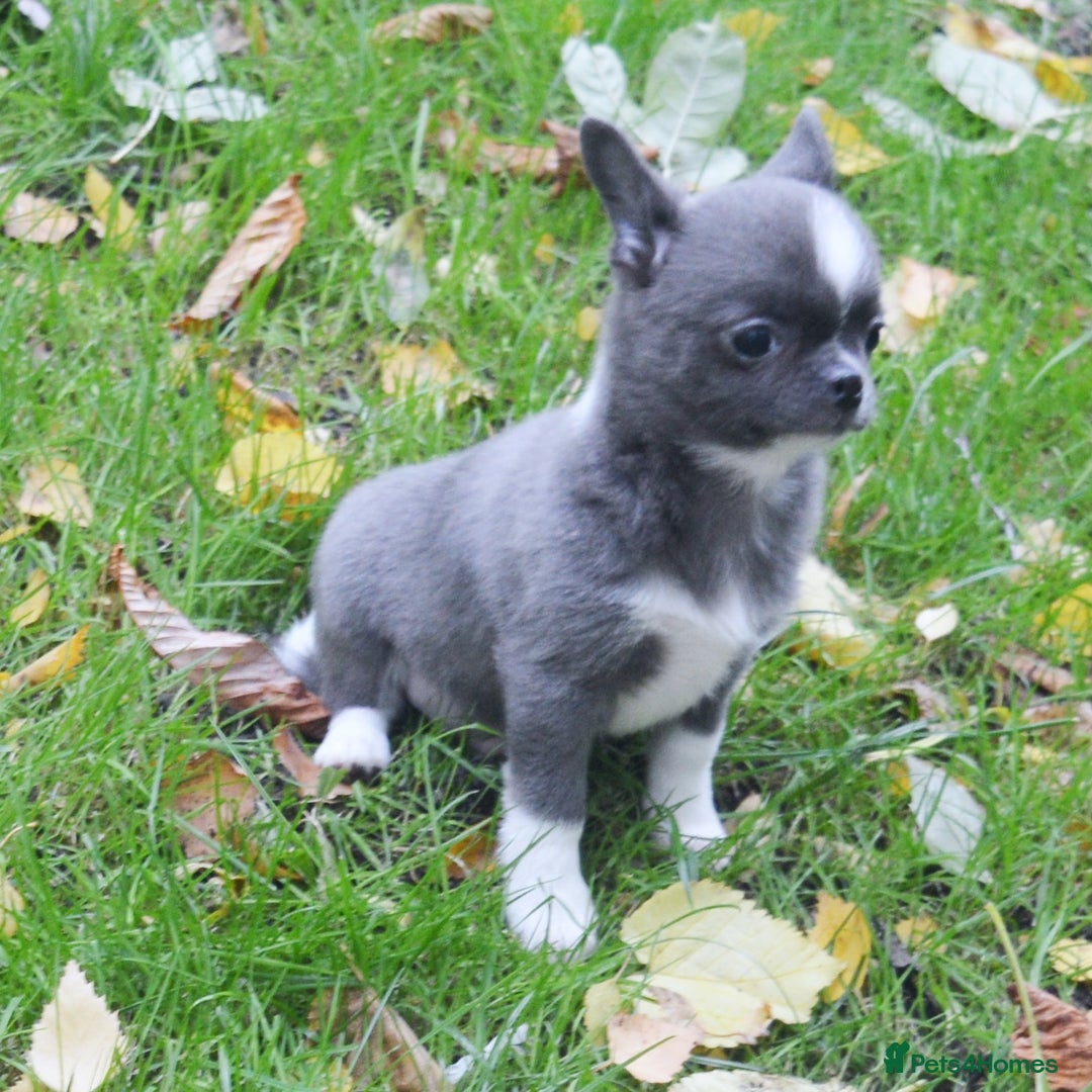 Chihuahua dogs for sale: KC REG HEALTH TESTED CHIHUAHUA BABIES - Image 4