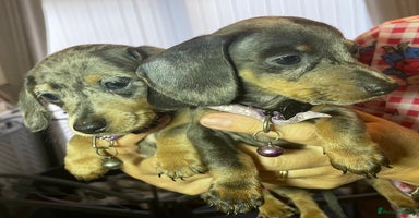 Dachshund dogs - Advert 6