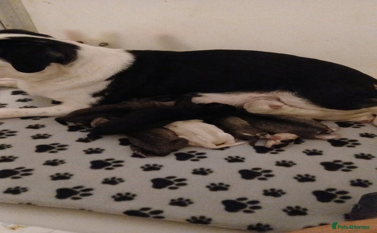 Pug dogs 2 stunning KC REGISTERED pug babies - Advert 1