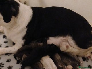 Pug dogs 2 stunning KC REGISTERED pug babies - Advert 2