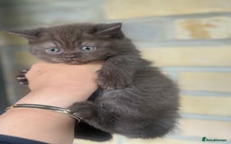 British Shorthair cats for sale: British rainbow shorthair kittens - Image 15