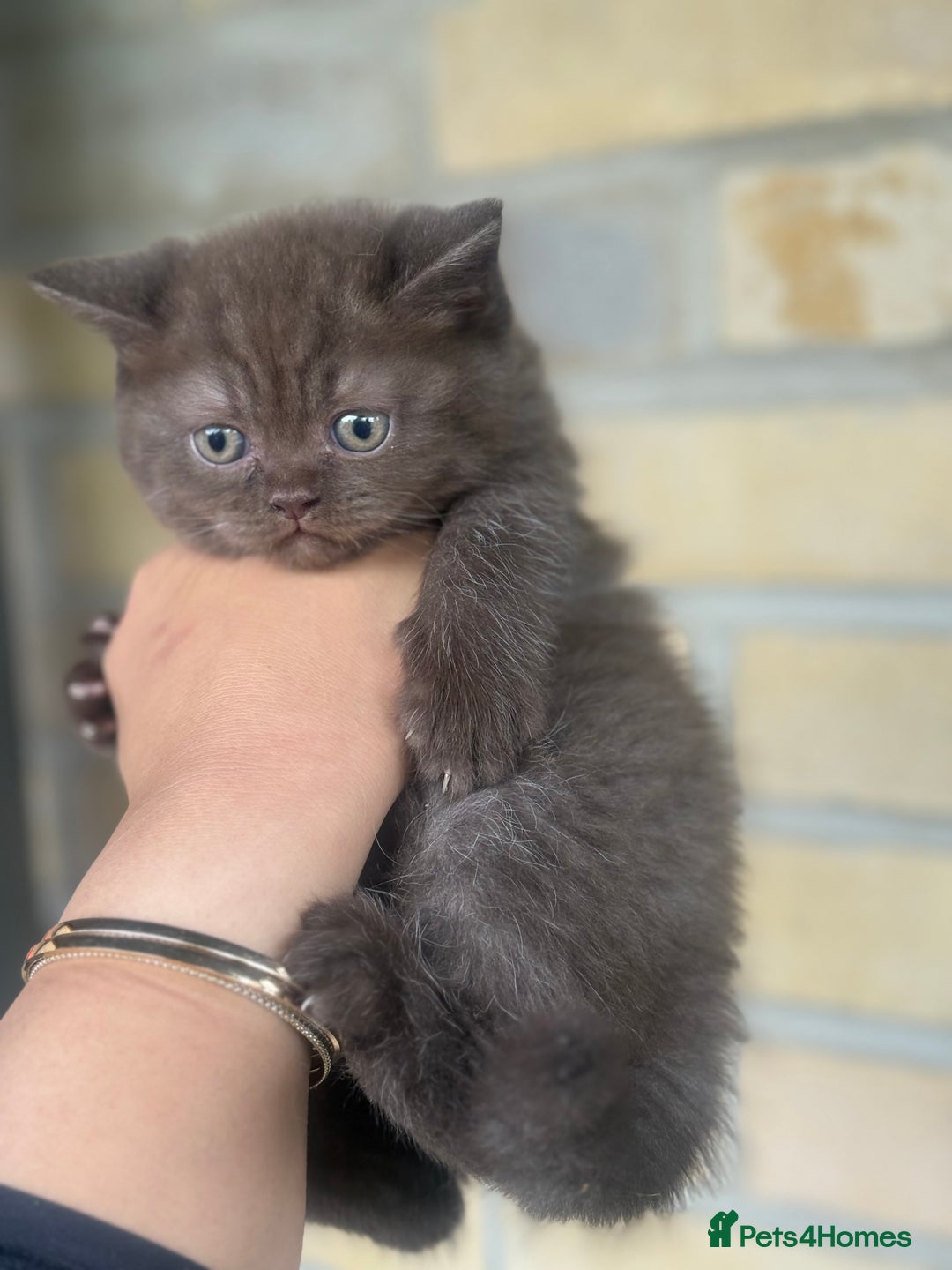 British Shorthair cats for sale: British rainbow shorthair kittens - Image 15