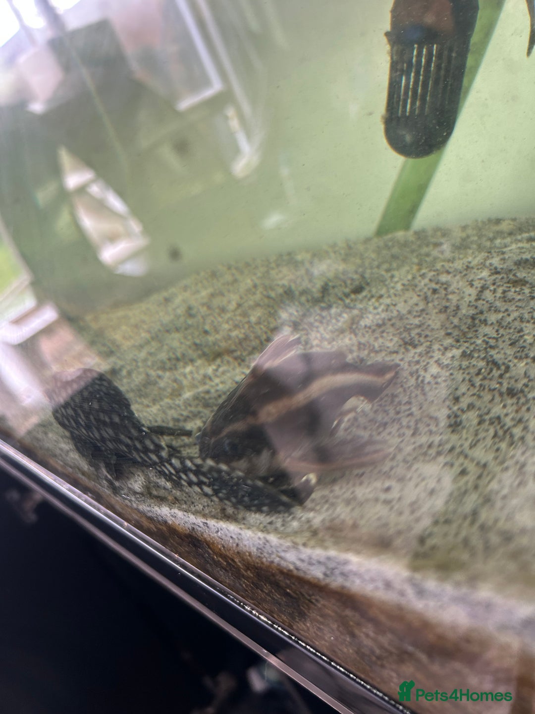 Plecos fish for sale: Watermelon Pleco  🍉 talking catfish and fish tank - Image 3