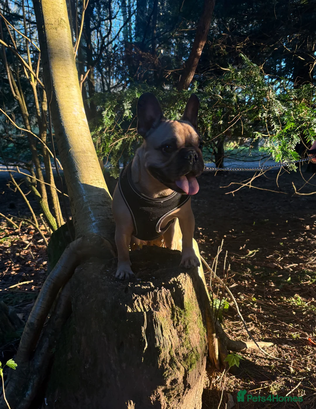 French Bulldog dogs for sale: French bulldog for rehoming - Advert 6