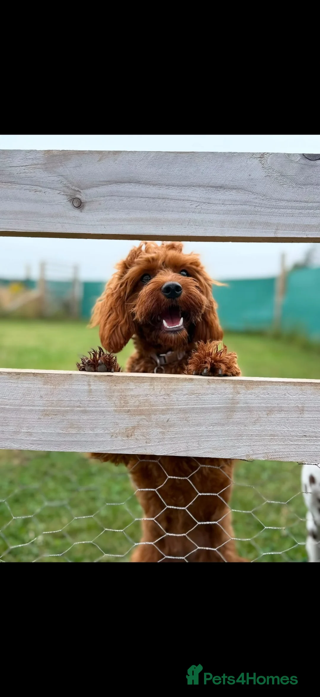 Cavapoo dogs for sale: Cavapoo for rehoming  in Brechin - Advert 2
