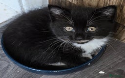 Domestic Shorthair cats for sale: Almost Identical Twins!  - Image 2