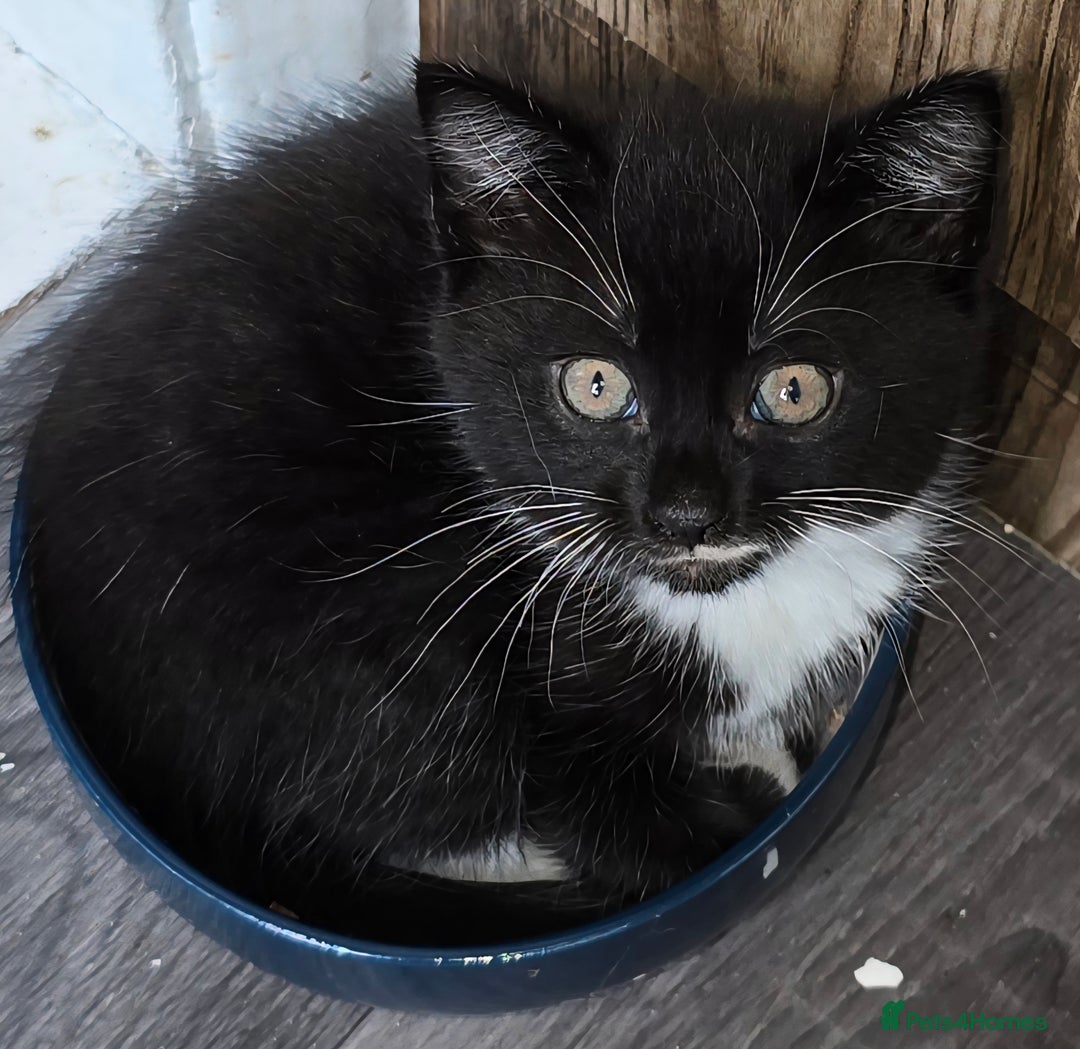 Domestic Shorthair cats for sale: Almost Identical Twins!  - Image 2