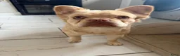 French Bulldog dogs for sale: Fluffy French Bulldog - Advert 3