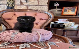Scottish Fold cats for sale: Scottish fold - Image 1