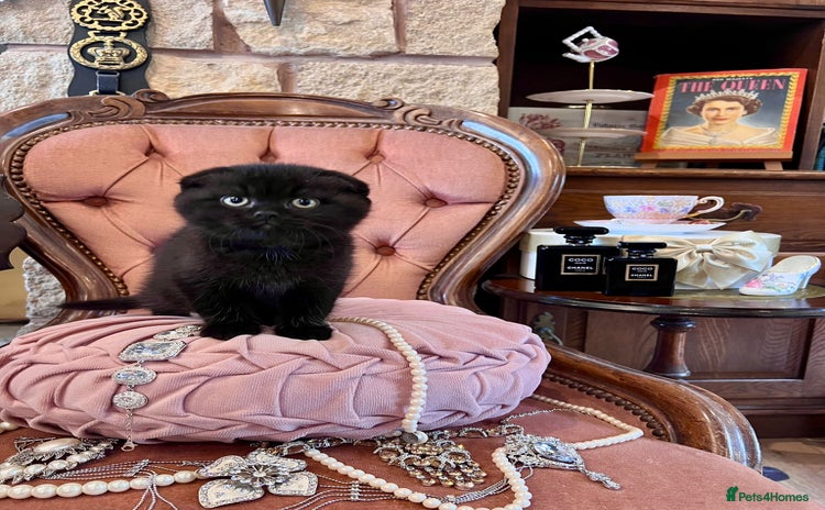 Scottish Fold cats - Advert 2