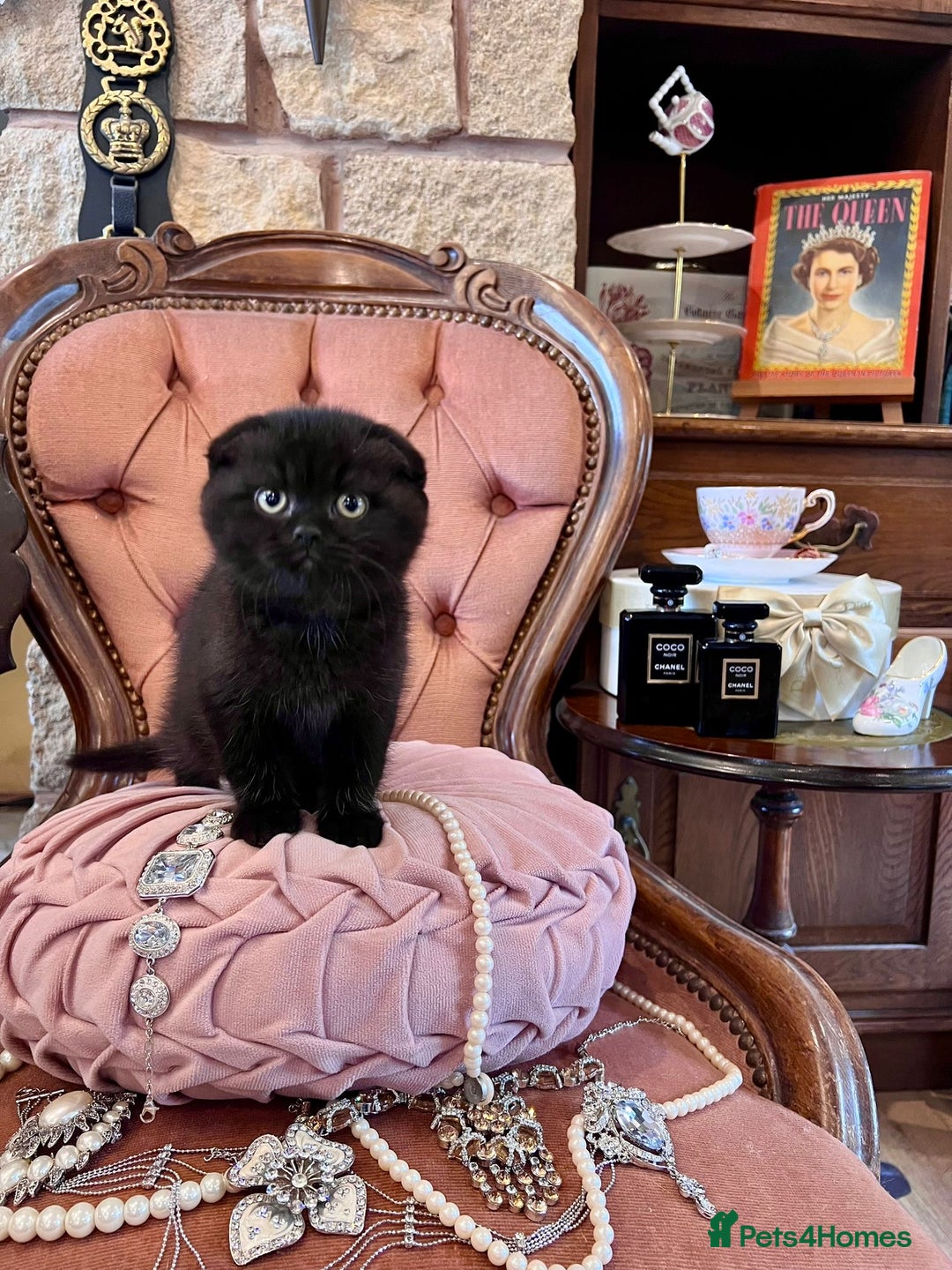 Scottish Fold cats for sale: Scottish fold - Image 1