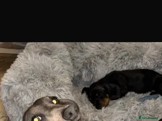 Miniature Dachshund dogs Looking for forever home - Advert 1