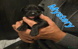 Mixed Breed dogs for sale: Pug x Lucher  - Image 19