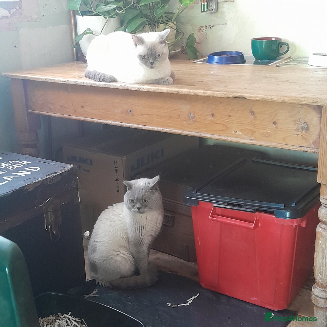 British Shorthair cats for sale: BSH Lilac Colourpoint Kitten - 1 left in Clacton-on-Sea - Image 13