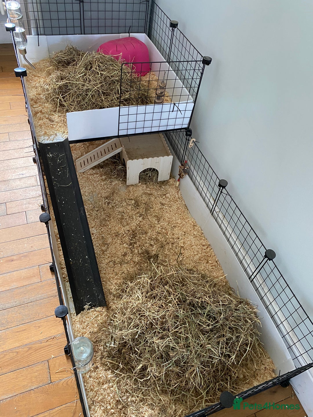 Guinea Pig rodents for sale: Female bonded trio  - Image 11