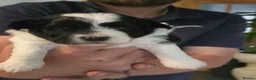 Havanese dogs for sale: Quality Havanese boys in Mold - Advert 5
