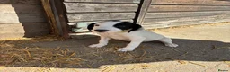 Sprocker dogs for sale: Sprocker puppies  - Advert 5