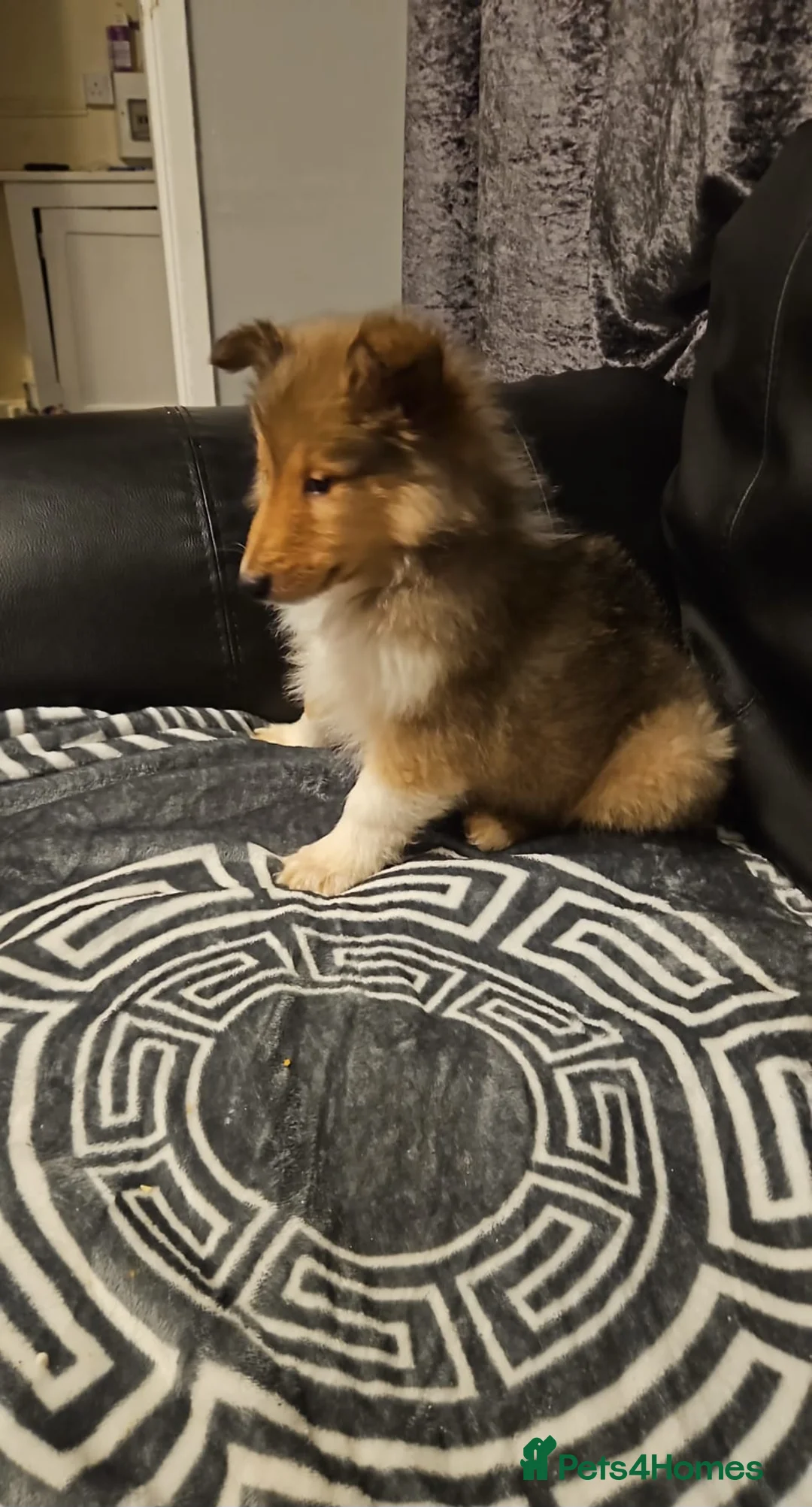 Rough Collie dogs for sale: Beautiful Rough Collie puppy - Advert 4