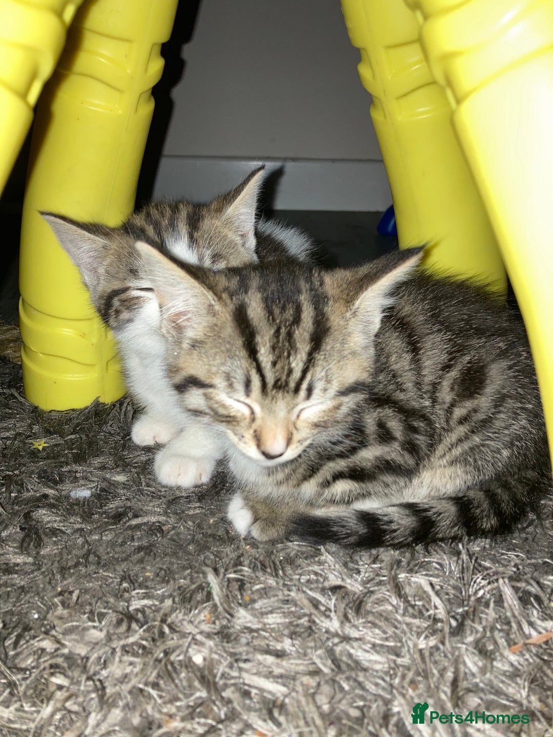 Mixed Breed cats for sale: 4 kittens - Advert 13