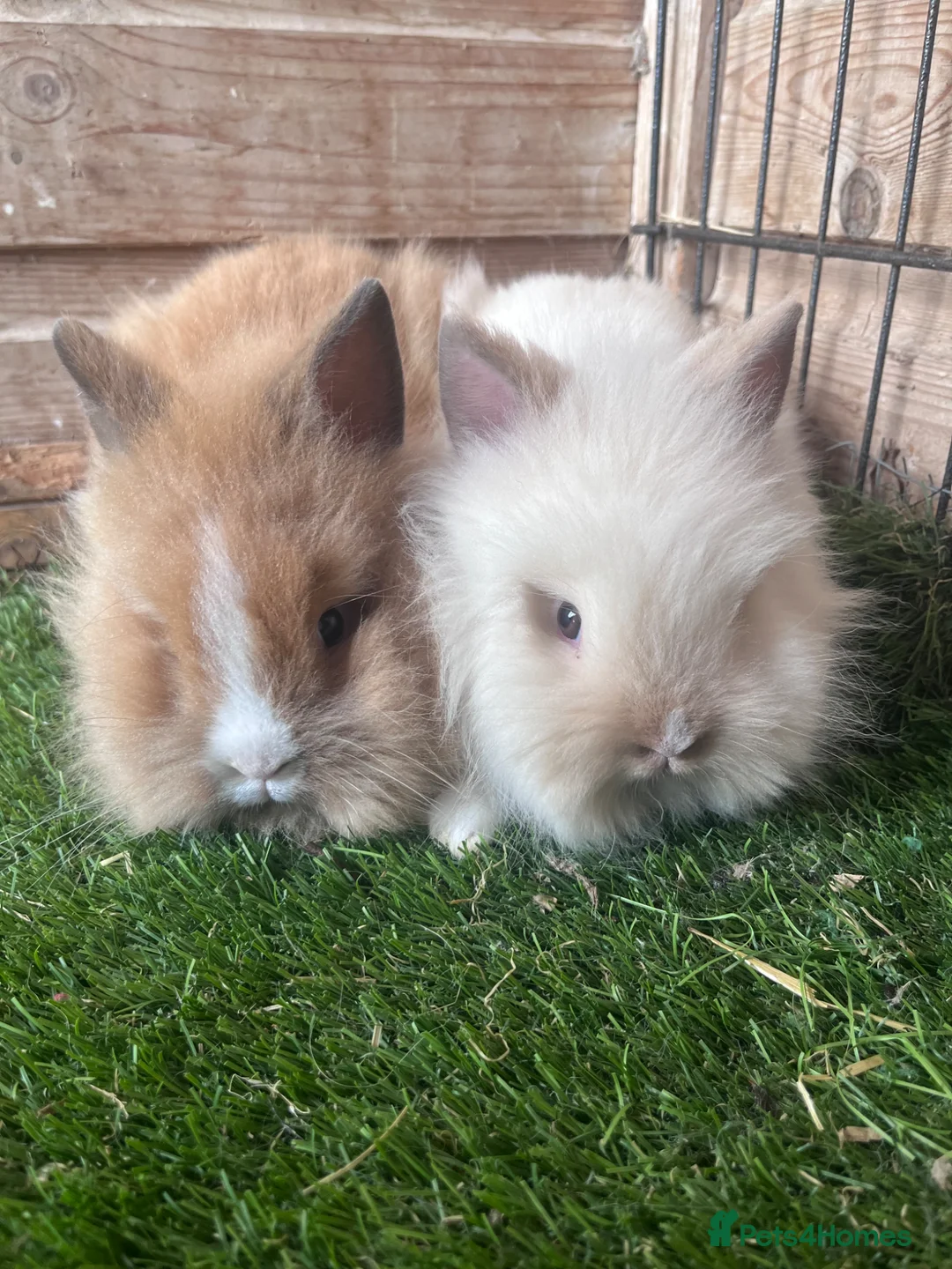 Lionhead rabbits for sale: 2 FEMALE DOUBLE MAINED LIONHEADS - Advert 1
