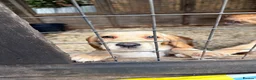 Cockerdor dogs for sale: Ready to go, Friendly Cockerdor pups 🤎 - Advert 8
