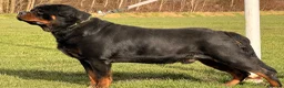 Rottweiler dogs for sale: KC REGISTERED ROTTWEILER PUPPIES  in Birmingham - Advert 8