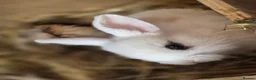 Mixed Breed rabbits for sale: 3 male Lionxlop buns very playful, well handled - Advert 15