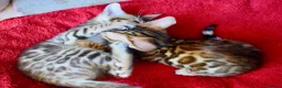 Bengal cats for sale: Beautiful Bengal kittens - Advert 5