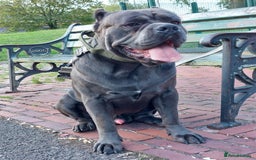 Cane Corso dogs for sale: Cane Corso - Image 15