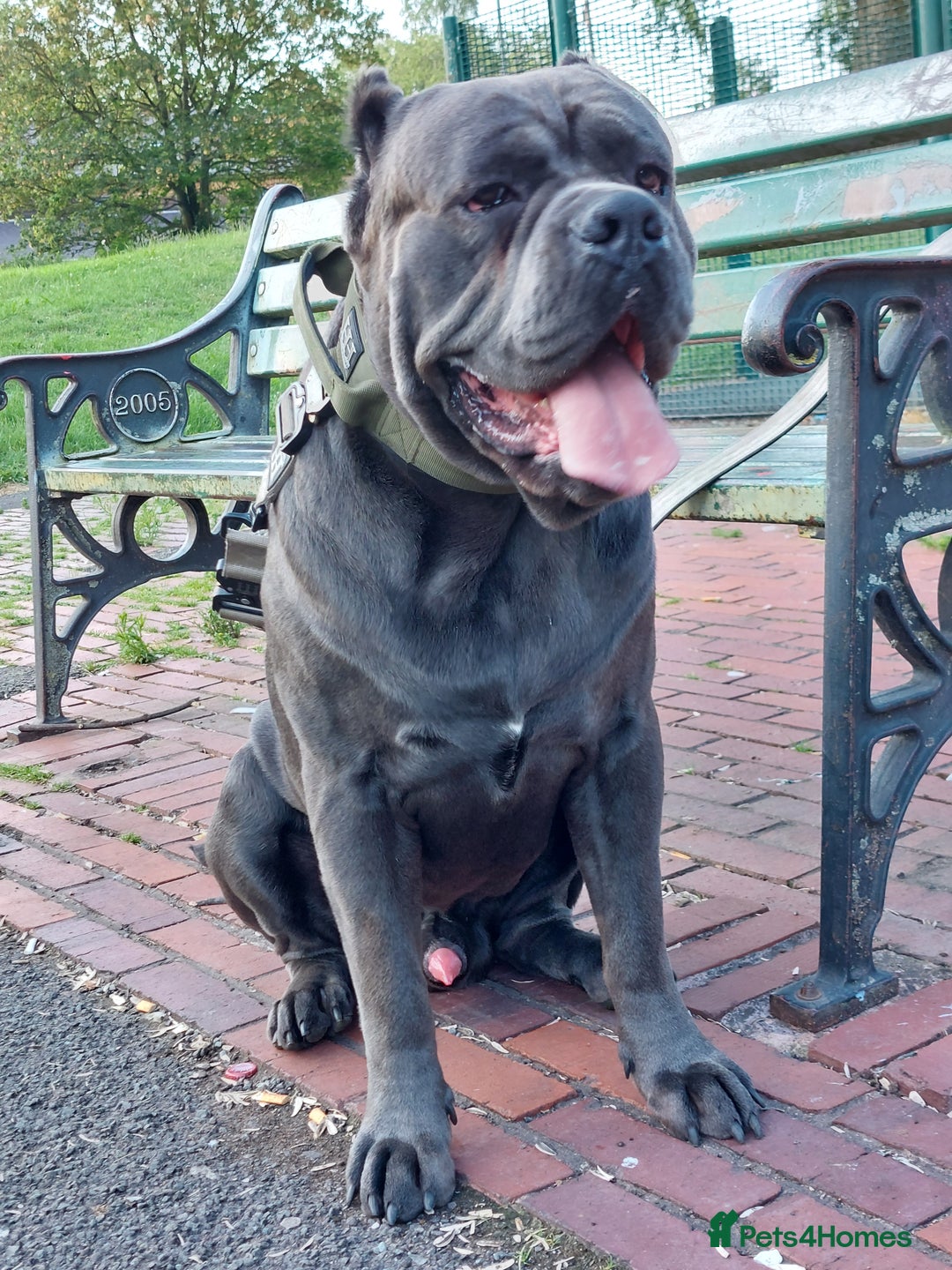 Cane Corso dogs for sale: Cane Corso - Image 15
