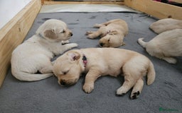 Golden Retriever dogs for sale: Golden retriever puppies - Image 29