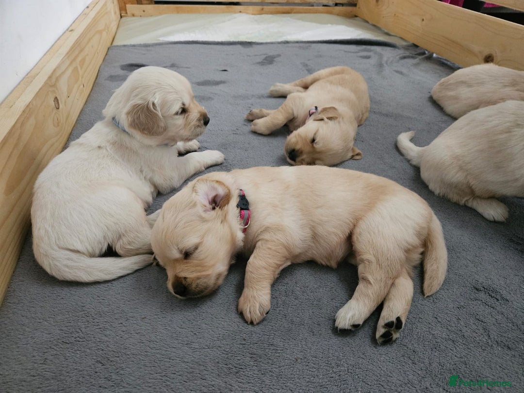 Golden Retriever dogs for sale: Golden retriever puppies - Image 29