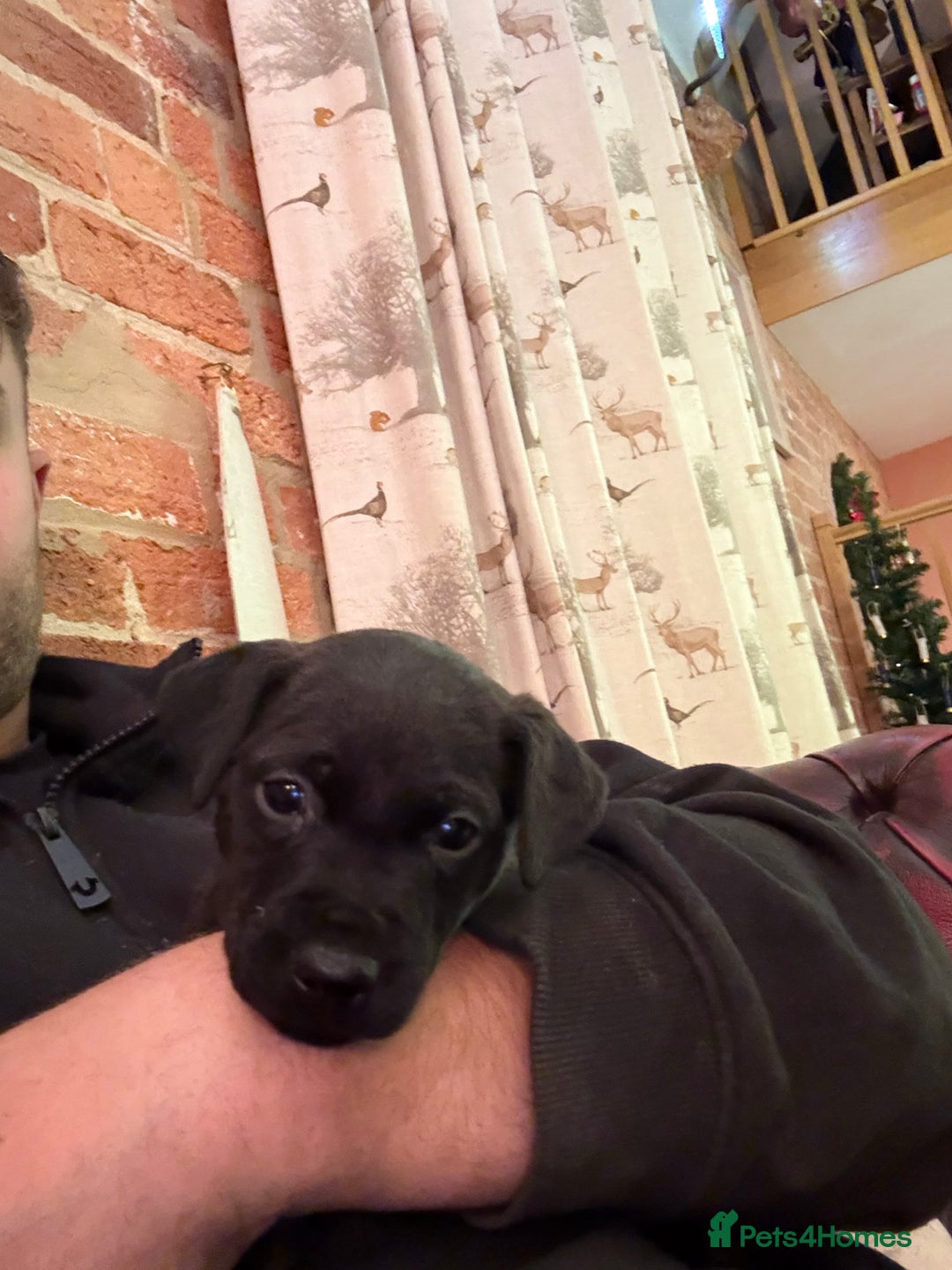 Patterdale Terrier dogs for sale: Patterdale puppies for sale. - Advert 5