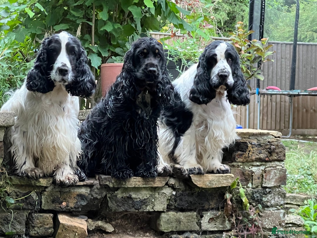 Cocker Spaniel dogs for sale: Beautiful Child friendly,calm show cocker spaniel  - Image 10