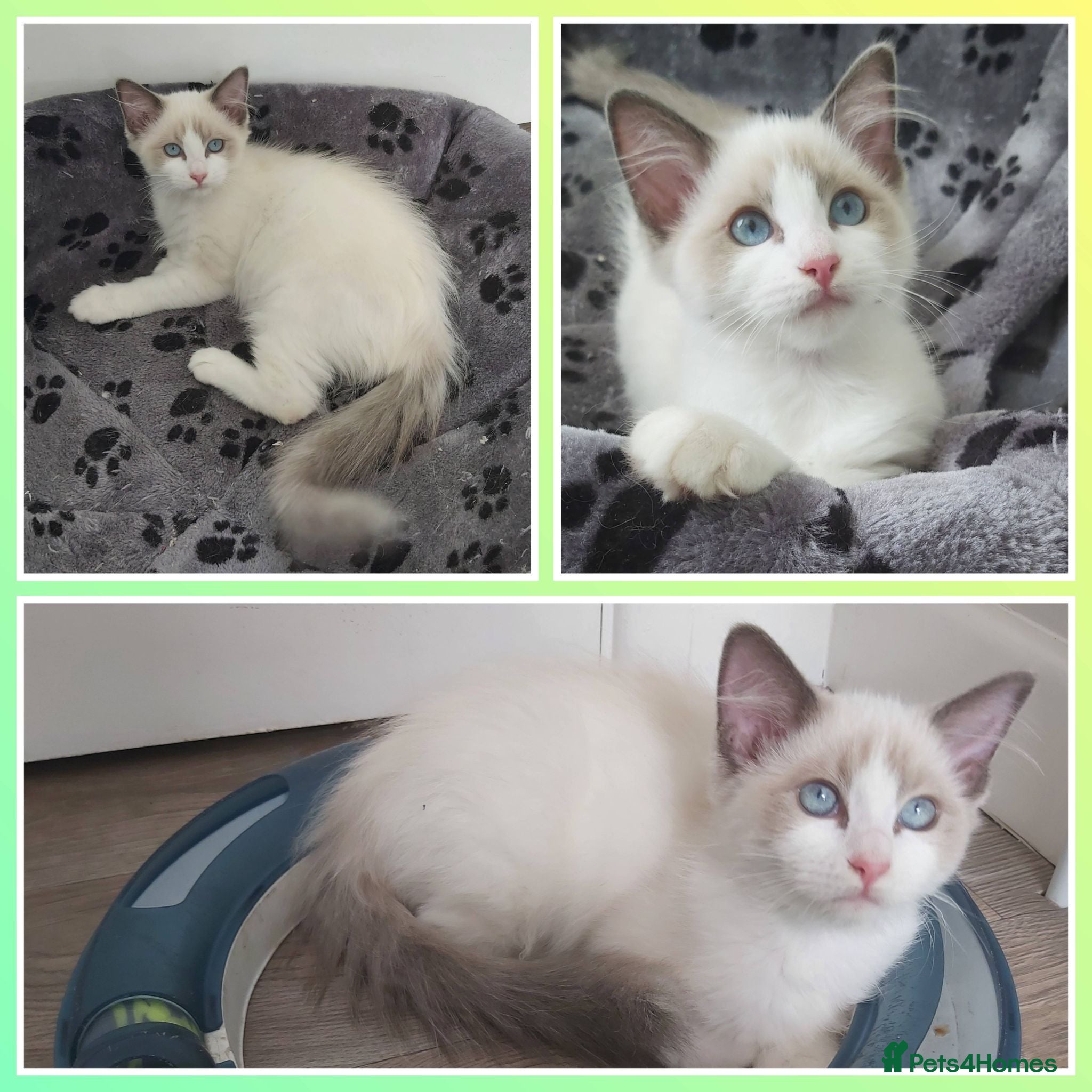 Ragdoll cats RAGDOLLS SEAL POINT BICOLOUR GIRLS BLUE EYES  - Advert 13