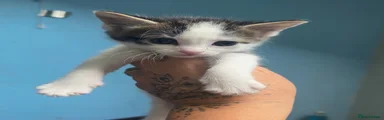 Domestic Shorthair 2