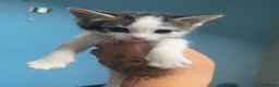 Domestic Shorthair cats for sale: Beautiful long haired tabby kittens  - Advert 11