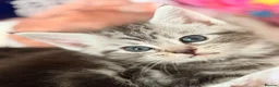 Maine Coon cats for sale: Gorgeous Maine Coon Kittens Ready Soon 🐾 - Advert 8